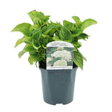 Hortensia / Hydrangea macrophylla Blue - Bloem Wit - 1 Plant - Bladverliezend - Weinig Onderhoud - Pot 17cm Hoogte 30cm