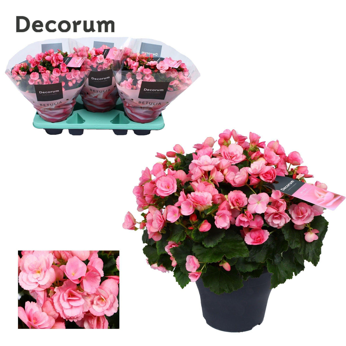 Bégonia Betulia ''candy'' Rose Decorum - Ø19cm - ↕35cm