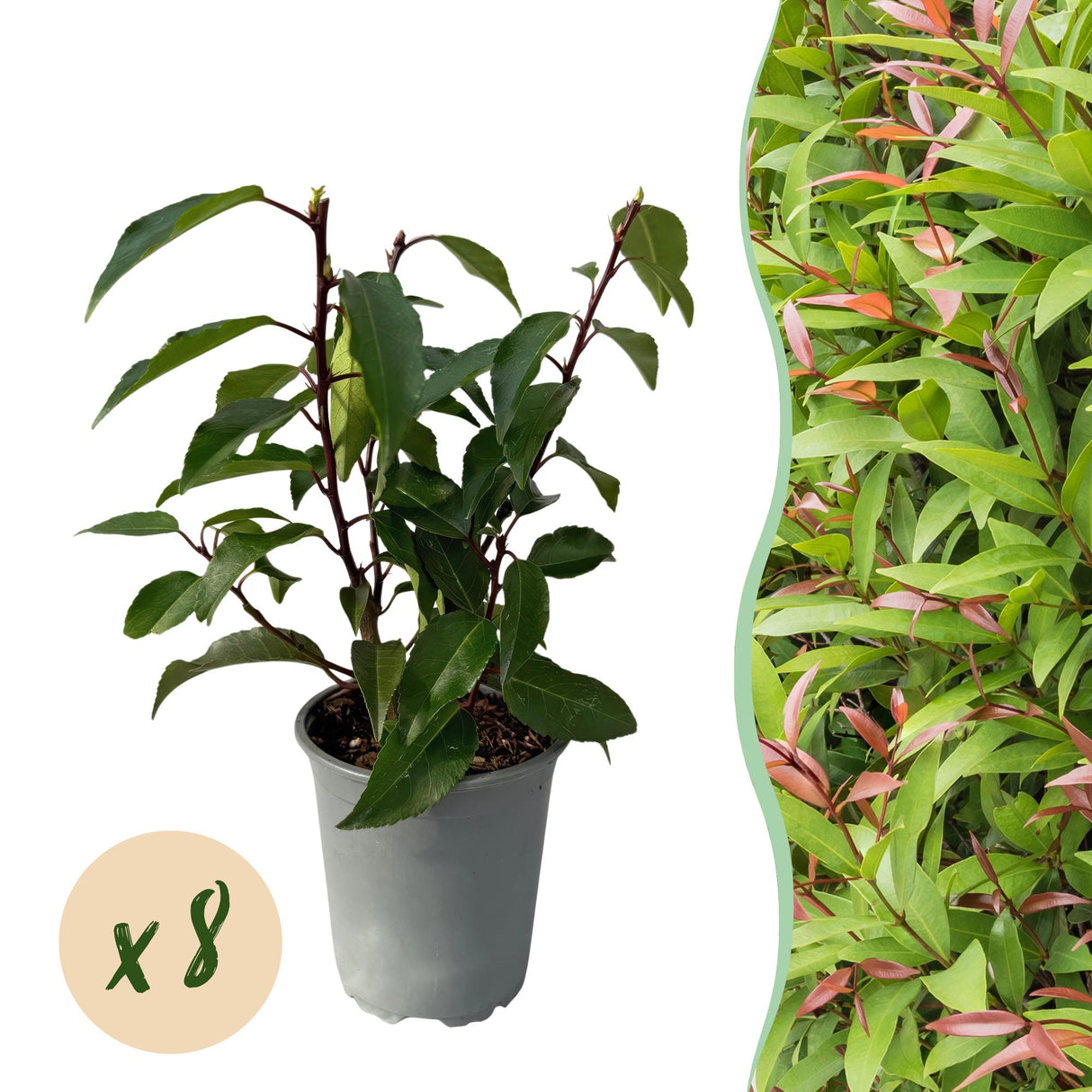 Green boutiQ - Haagplanten - Prunus lusitanica Angustifolia - blad groen - 8 planten - 1 strekkende meter - groenblijvend - pot 9cm hoogte 30-35cm