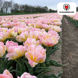 Bulbes de tulipes Password – 20 pièces | KH Bloembollen® | Tulipe rose à fleurs doubles – Pleine, douce et romantique – Pour jardin ou pot – Taille 11/12 – Frais du producteur