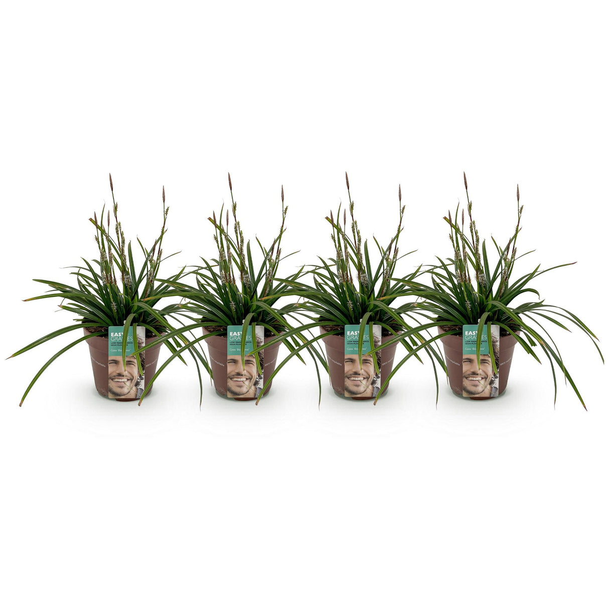 Siergrassen -  Carex morrowii Irish Green - Groen & Geel - 4 Planten - Bladhoudend - Weinig Onderhoud - Pot 17cm Hoogte 50cm