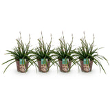 Siergrassen -  Carex morrowii Irish Green - Groen & Geel - 4 Planten - Bladhoudend - Weinig Onderhoud - Pot 17cm Hoogte 50cm