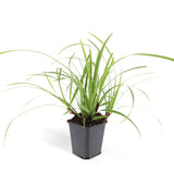 24x Carex morrowii 'Ice Dance' - ↕10-25cm - Ø9cm