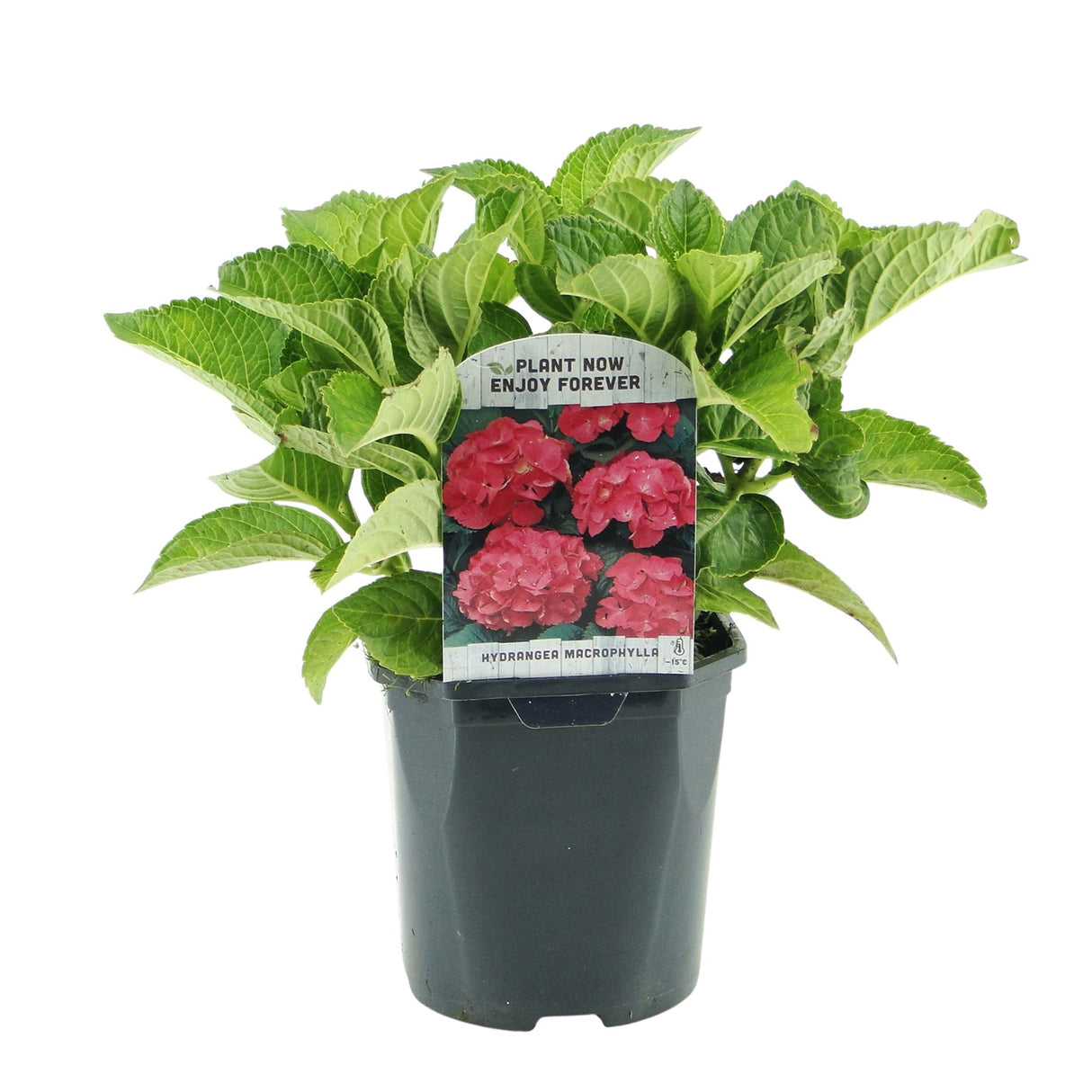 Hortensia / Hydrangea macrophylla Rood - Bloem Rood - 3 Planten - 1 m2 - Bladverliezend - Weinig Onderhoud - Pot 17cm Hoogte 30cm