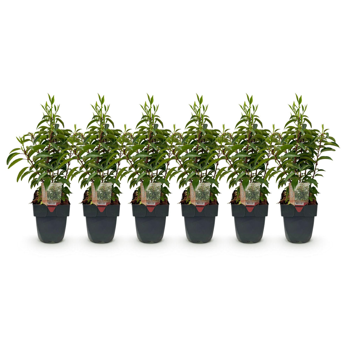 Green boutiQ - Haagplanten - Prunus lusitanica Angustifolia - blad groen - 6 planten - 1 strekkende meter - groenblijvend - pot 17cm hoogte 50cm