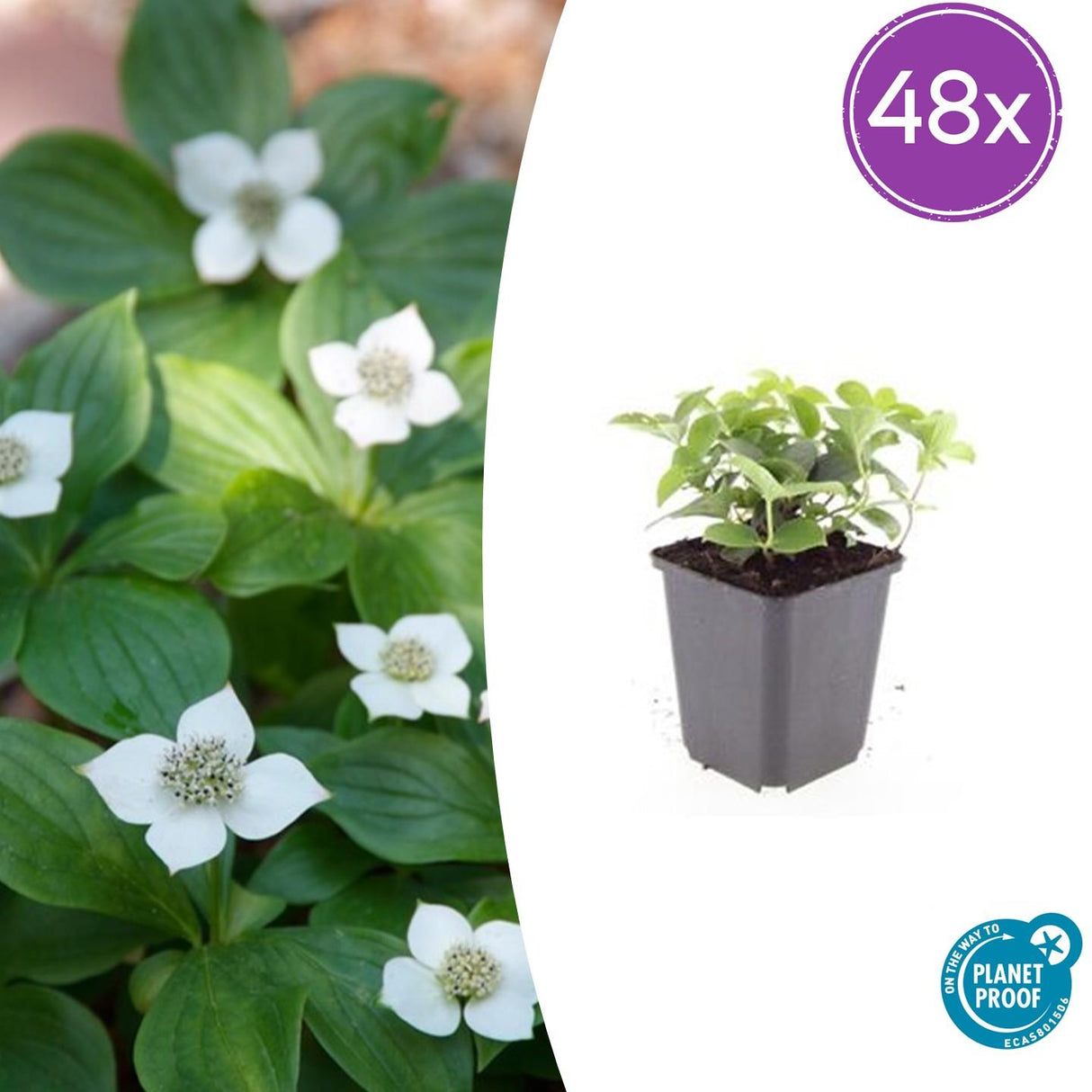 48x Cornus canadensis - ↕10-25cm - Ø9cm