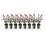 Green boutiQ - Haagplanten - Photnia fraseri Carre Rouge - blad rood groen - 8 planten - 1 strekkende meter - groenblijvend - pot 9cm hoogte 30-35cm