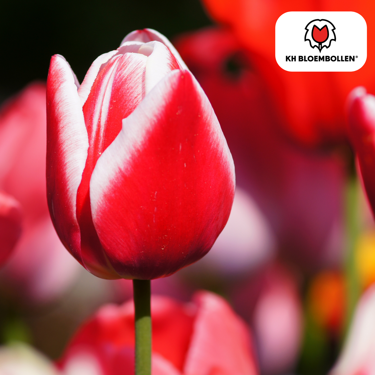 Tulpenbollen Candy Apple Delight – 20 Stuks | KH Bloembollen® | Rood-Witte Tulp – Frisse & Vrolijke Mix – Cadeau voor Tuin of Pot – Maat 11/12 – Vers van de Teler!