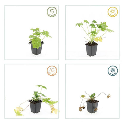 24x Geranium macr. 'Spessart' - ↕10-25cm - Ø9cm