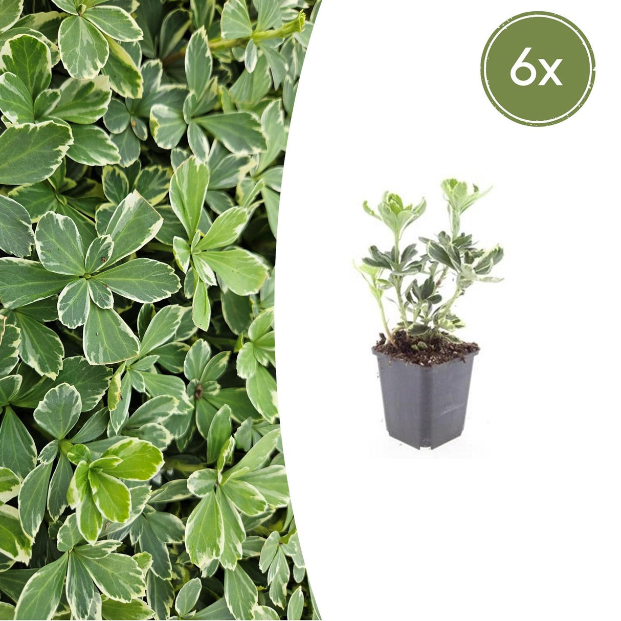 6x Pachysandra term. 'Variegata' - ↕10-25cm - Ø9cm
