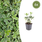 6x Pachysandra term. 'Variegata' - ↕10-25cm - Ø9cm