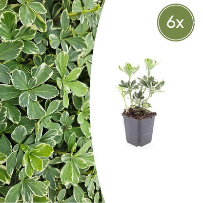 6x Pachysandra term. 'Variegata' - ↕10-25cm - Ø9cm