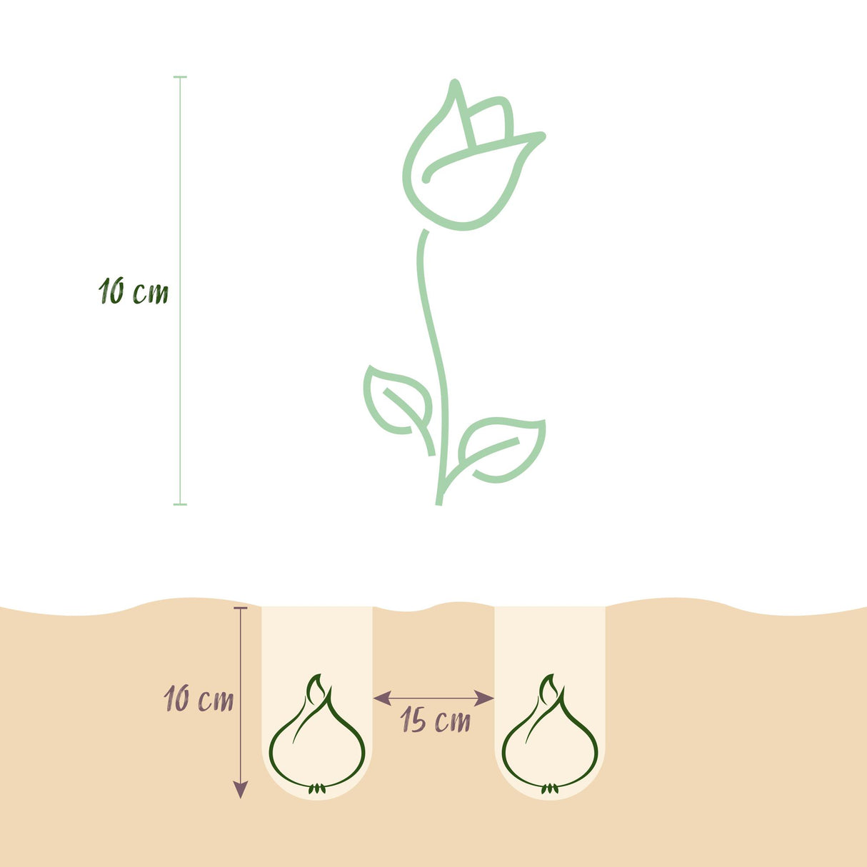 Green boutiQ - Bulbes de fleurs - Tulipe Little Beauty - Couleur Rose foncé - 25 pièces - Taille du bulbe 6/7 - Pack XXL