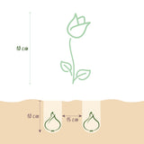 Green boutiQ - Bulbes de fleurs - Tulipe Little Beauty - Couleur Rose foncé - 25 pièces - Taille du bulbe 6/7 - Pack XXL
