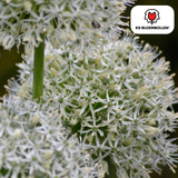 Allium White Giant 5 stuks