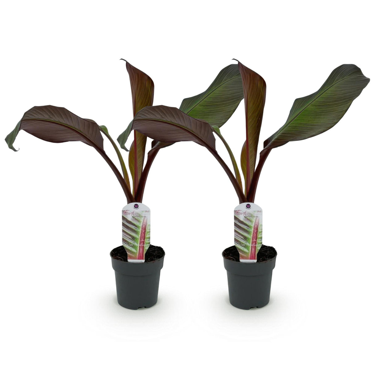 Green boutiQ - Plante fruitière - Plante bananier - Ensete ventricosum Maurelli - Rustique - 2 plantes - Pot 12cm Hauteur 30cm