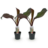 Green boutiQ - Plante fruitière - Plante bananier - Ensete ventricosum Maurelli - Rustique - 2 plantes - Pot 12cm Hauteur 30cm