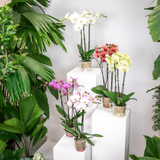 Orchideeën voordeel box - verrassingsbox met 4 verschillende orchideeën - ↕60cm - Ø12cm