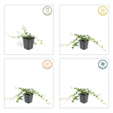 6x Vinca minor 'Alba' - ↕10-25cm - Ø9cm