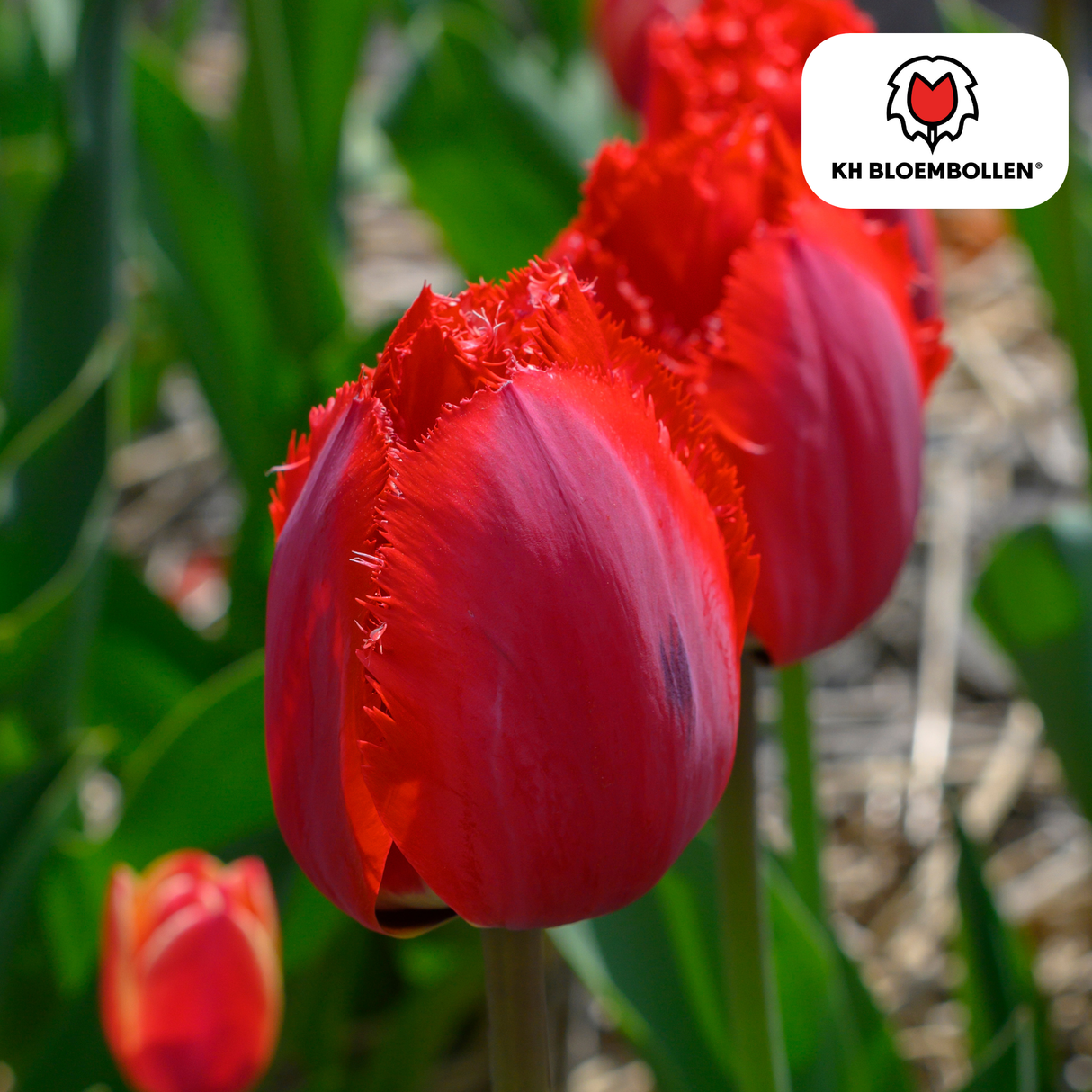 Tulpenzwiebeln Masterpeace – 20 Stück | KH Bloembollen® | Rote Tulpe mit gezacktem Rand – Robust & Einzigartig – Für Garten oder Topf – Größe 11/12 – Frisch vom Züchter