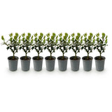 Green boutiQ - Haagplanten - Ilex Blue maid- blad groen - 8 planten - 1 strekkende meter - groenblijvend - pot 9cm hoogte 25-30cm