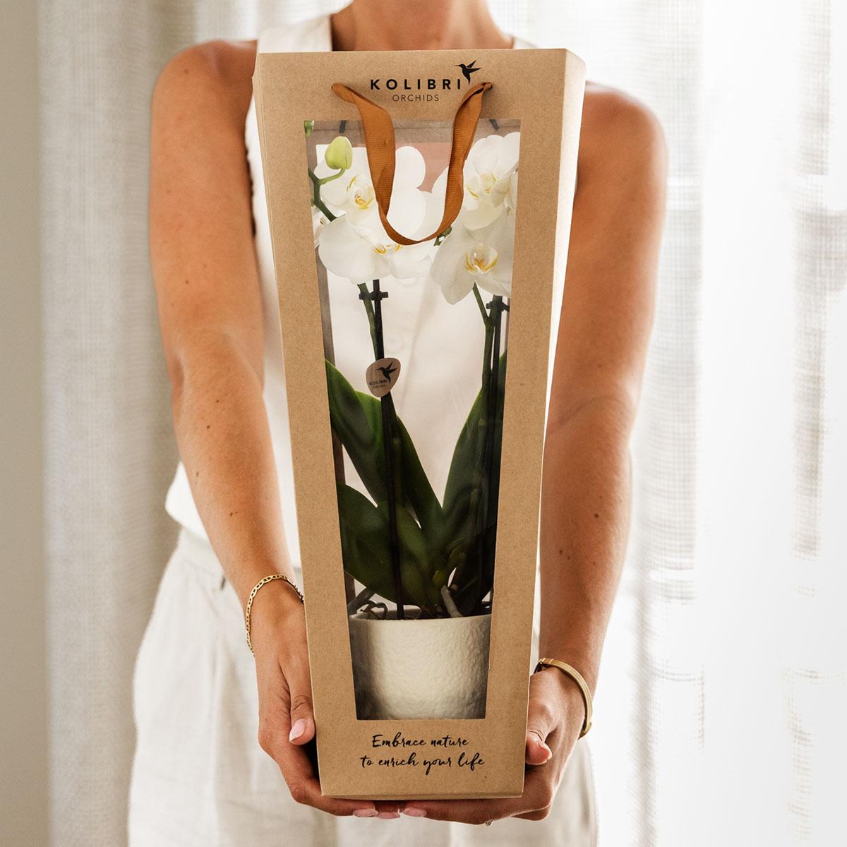 Kolibri Orchids | Planten cadeau veel succes |  Lausanne orchidee met pot, kaart & cadeautas