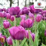 Tulpenzwiebeln Purple Prince – 20 Stück | KH Bloembollen® | Lila-Violette Tulpe – Kräftig & Königliche – Für Garten oder Topf – Größe 11/12 – Frisch vom Züchter