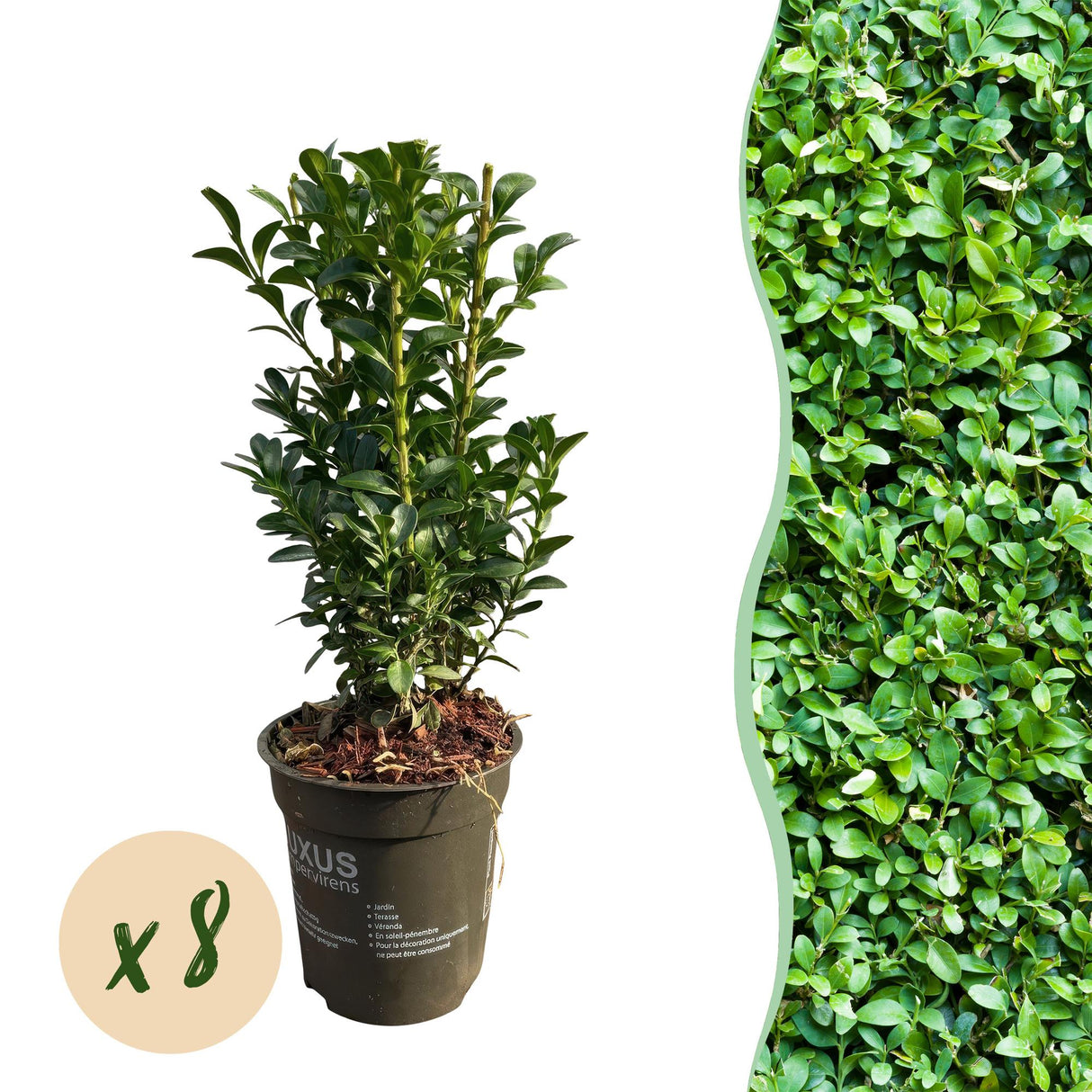 Green boutiQ - Haagplanten - Buxus sempervirens -  blad groen - 8 planten - 1 strekkende meter - groenblijvend - pot 9cm hoogte 20-25cm