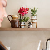 Kolibri Orchids | Plantenset Chrome - Rode Phalaenopsis Orchidee Blossom Congo & Succulent