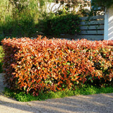 Green boutiQ - Haagplanten - Photinia fraseri Red Robin - groen rood  - 6 planten - 1 strekkende meter - groenblijvend - pot 17cm hoogte 50cm