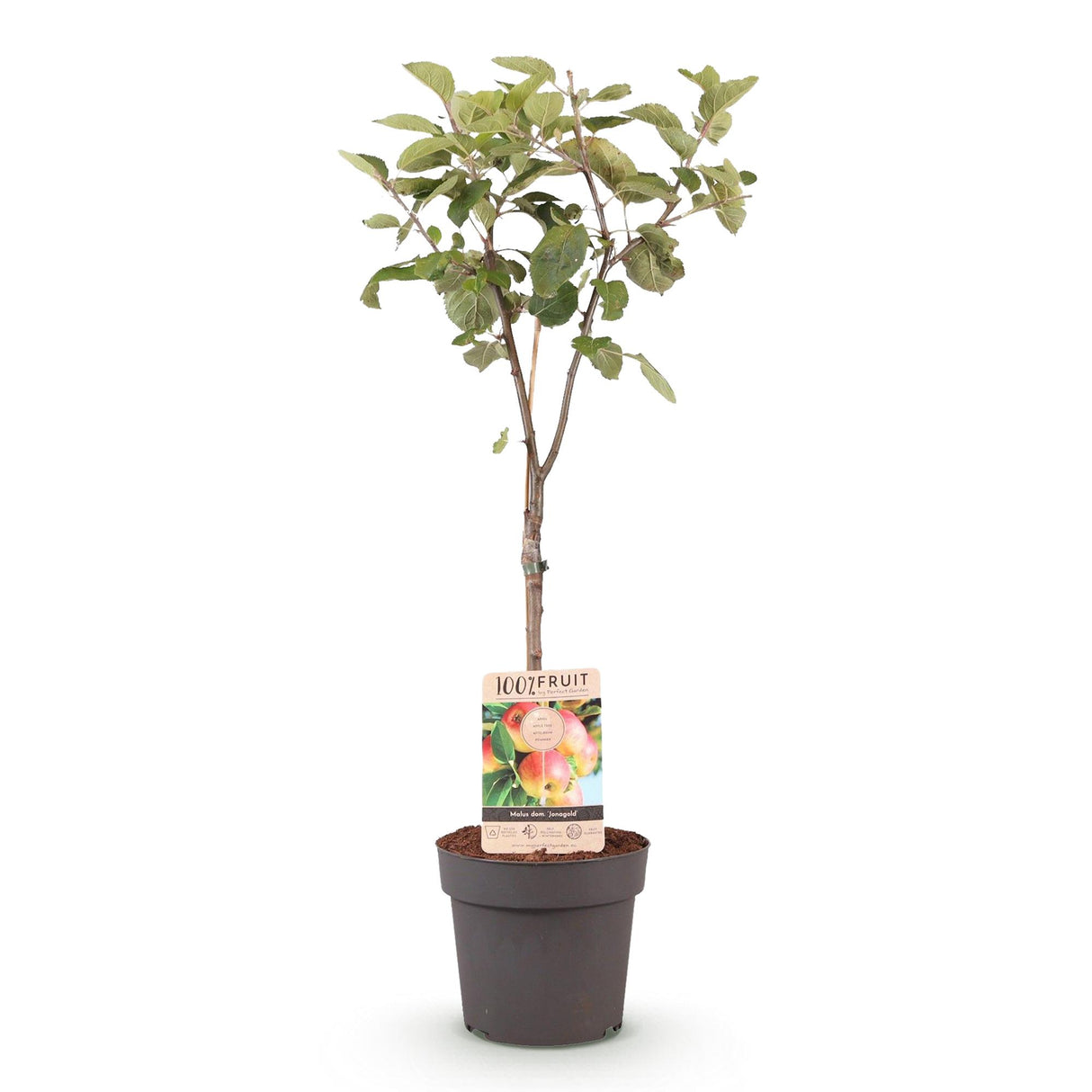 Appelboom - Malus domestica Jonagold - Geel groene Appel - Pot 21cm Hoogte 90cm