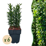 Green boutiQ - Haagplanten - Euonymus japonica Green Spire -  blad groen - 6 planten - 1 strekkende meter - groenblijvend - pot 17cm hoogte 40cm