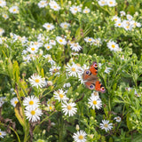 Borderpakket - Kleur Wit - 24 Vaste planten - 3 m2 - Diversen kleuren - Weinig Onderhoud - Pot 11cm