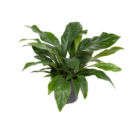 Flamingoplant / Anthurium – ↕70cm – ⌀30cm