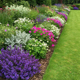 Borderpakket - Bodembedekkend - 24 Vaste planten - 3 m2 - Diversen kleuren - Weinig Onderhoud - Pot 11cm