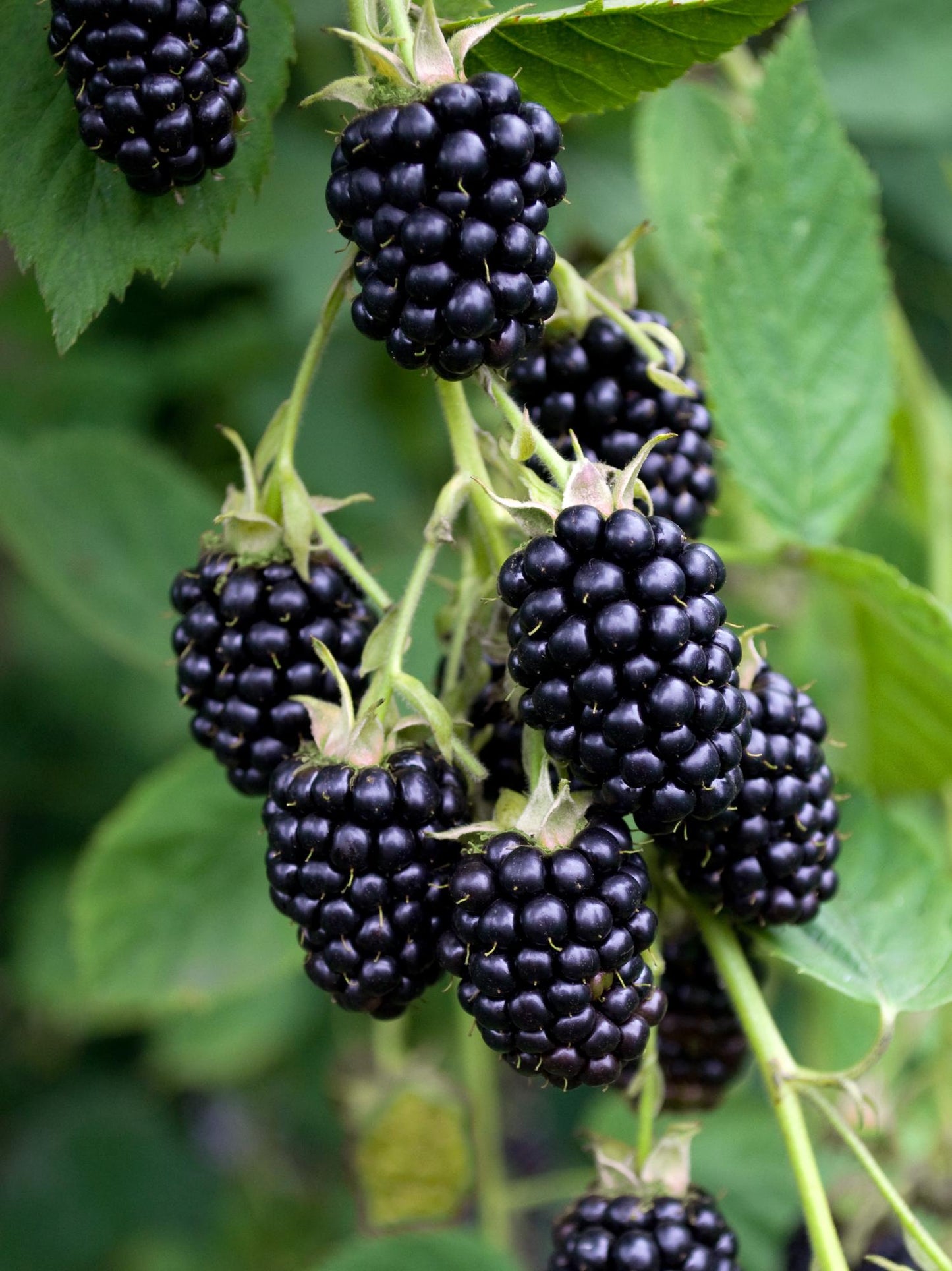 Rubus fruticosus 'Black Satin' - Doornloze Braam - ↕45cm - Ø13cm
