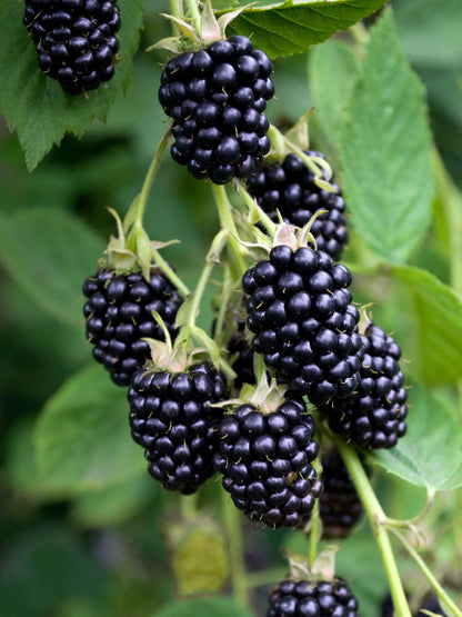 Rubus fruticosus 'Black Satin' - Doornloze Braam - ↕45cm - Ø13cm