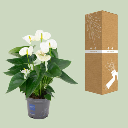 Flamingoplant / Anthurium – ↕43cm – ⌀12cm