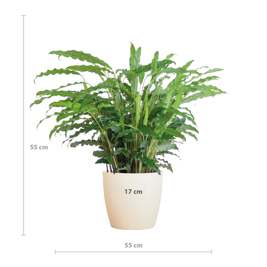 Calathea Rufibarba met Viber wit - 55cm - Ø17