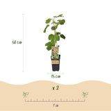 Green boutiQ - Fruitplant - Vijgenboom - Ficus caria Little mis Figgy - Rode Vrucht - 2 planten - Pot 15cm Hoogte 50cm