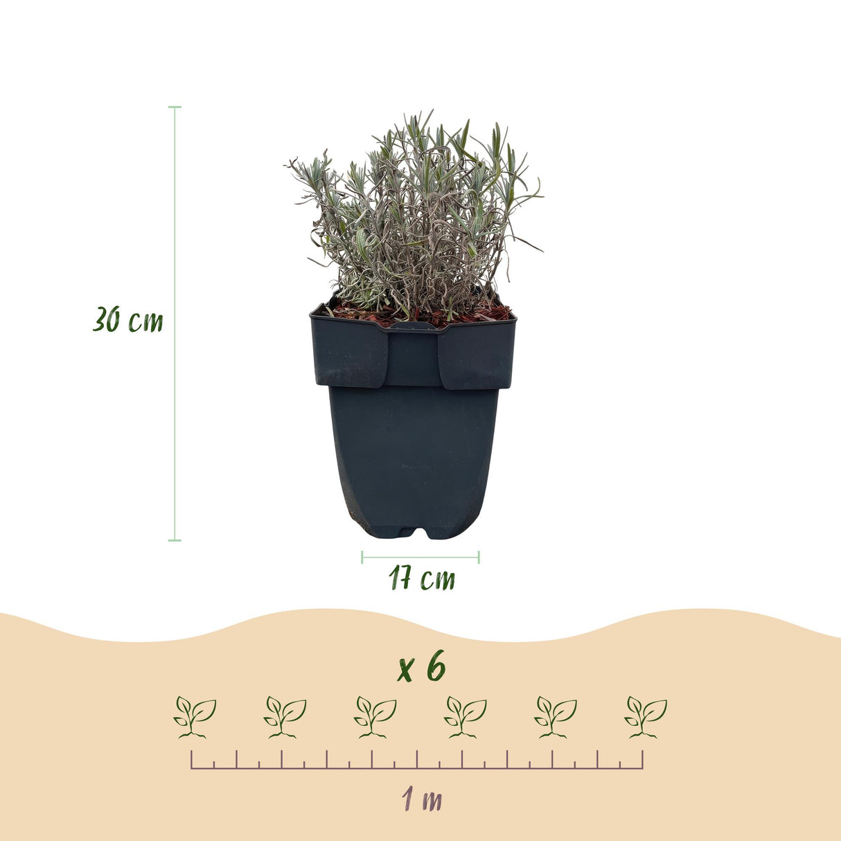 Green boutiQ - Haagplanten - Lavandula angustifolia Hidcote -  blad grijs - 6 planten - 1 strekkende meter - groenblijvend - pot 17cm hoogte 30cm