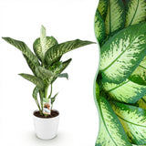 Diefenbachia Tropic Snow - Dieffenbachia - Weinig onderhoud - Groen - 1 Plant - met Potter Wit - Pot 21cm - Hoogte 90-100cm