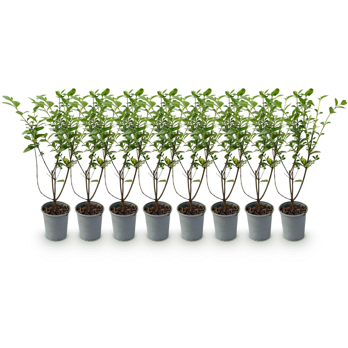 Green boutiQ - Haagplanten - Ligustrum ovalifolium - blad groen - 8 planten - 1 strekkende meter - groenblijvend - pot 9cm hoogte 35-40cm