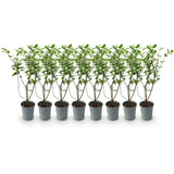 Green boutiQ - Haagplanten - Ligustrum ovalifolium - blad groen - 8 planten - 1 strekkende meter - groenblijvend - pot 9cm hoogte 35-40cm