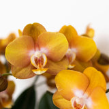 Kolibri Orchids | oranje gouden Phalaenopsis orchidee potmaat Ø12cm | Jewel Las Vegas | bloeiende kamerplant - vers van de kweker