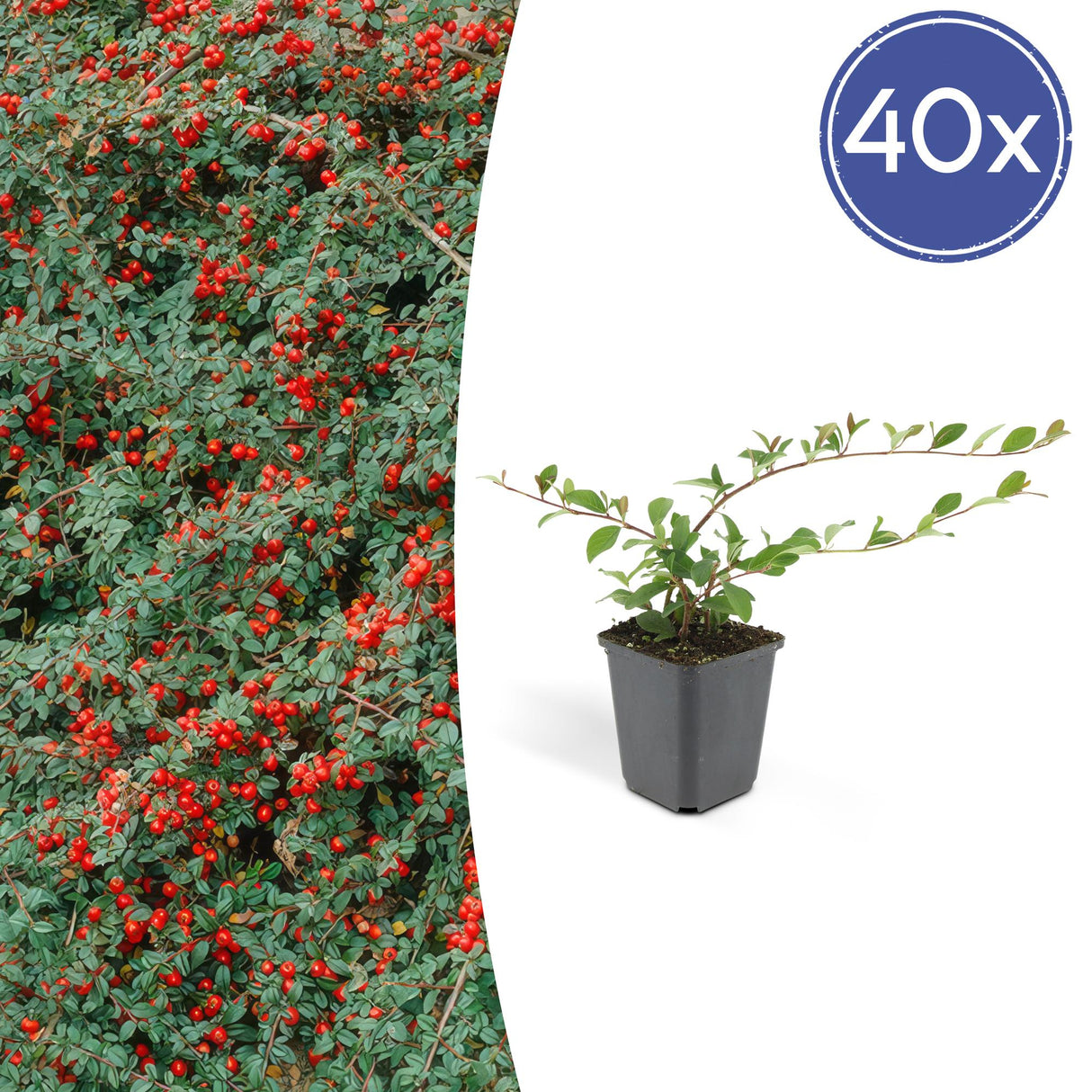 40x Cotoneaster dammeri - ↕10-25cm - Ø9cm