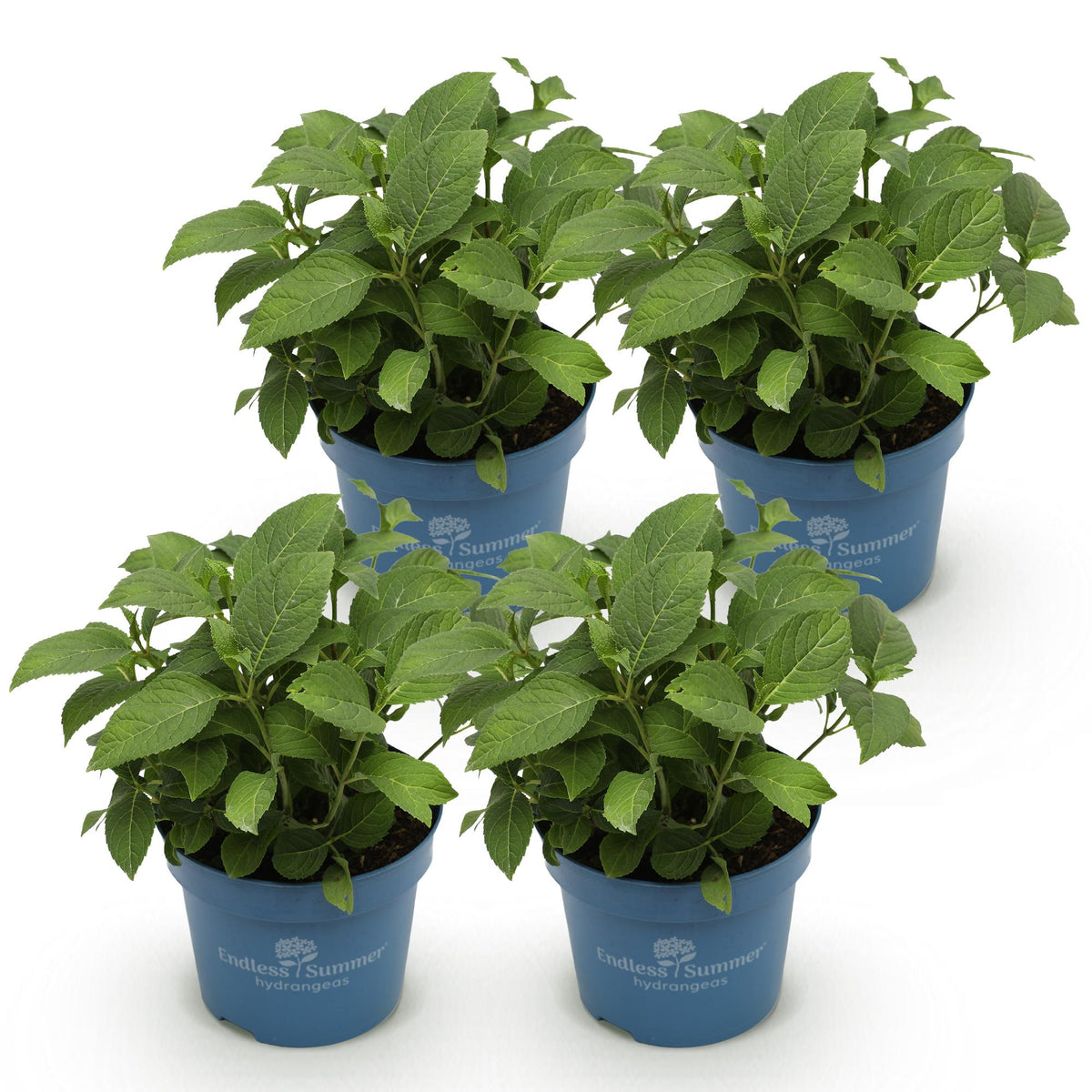 Green boutiQ - Tuinplant - Hydrangea Endles Summer The Bride - Hortensia - Winterhard - Wit - 4 Planten - Pot 14cm - Hoogte 20-25cm