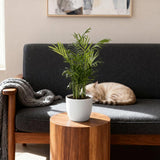 Chamaedorea elegans - Goudpalm - Huisdiervriendelijke Plant - Groen - 2 Planten - met Potter Wit - Pot 12cm - Hoogte 15cm