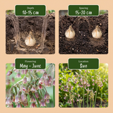 60x Allium Siculum - Siciliaanse honing knoflook - Rood - Zomerbloeier - Bolmaat 8/10