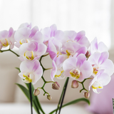 Kolibri Orchids | COMBI DEAL van 2 Phalaenopsis orchideeën - Portugal - potmaat Ø9cm | bloeiende kamerplant - vers van de kweker